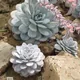 Echeveria laui