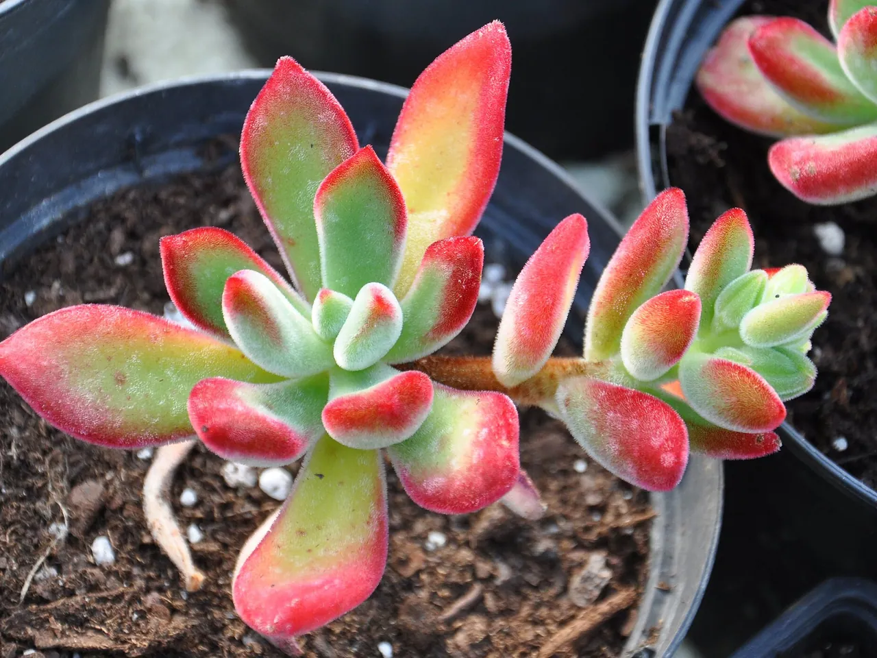 Echeveria pulvinata