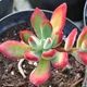 Echeveria pulvinata