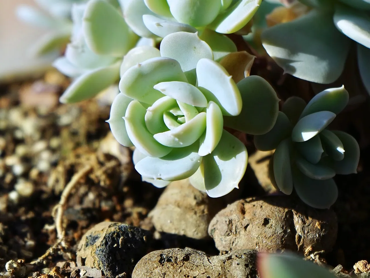 Echeveria runyonii