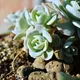 Echeveria runyonii