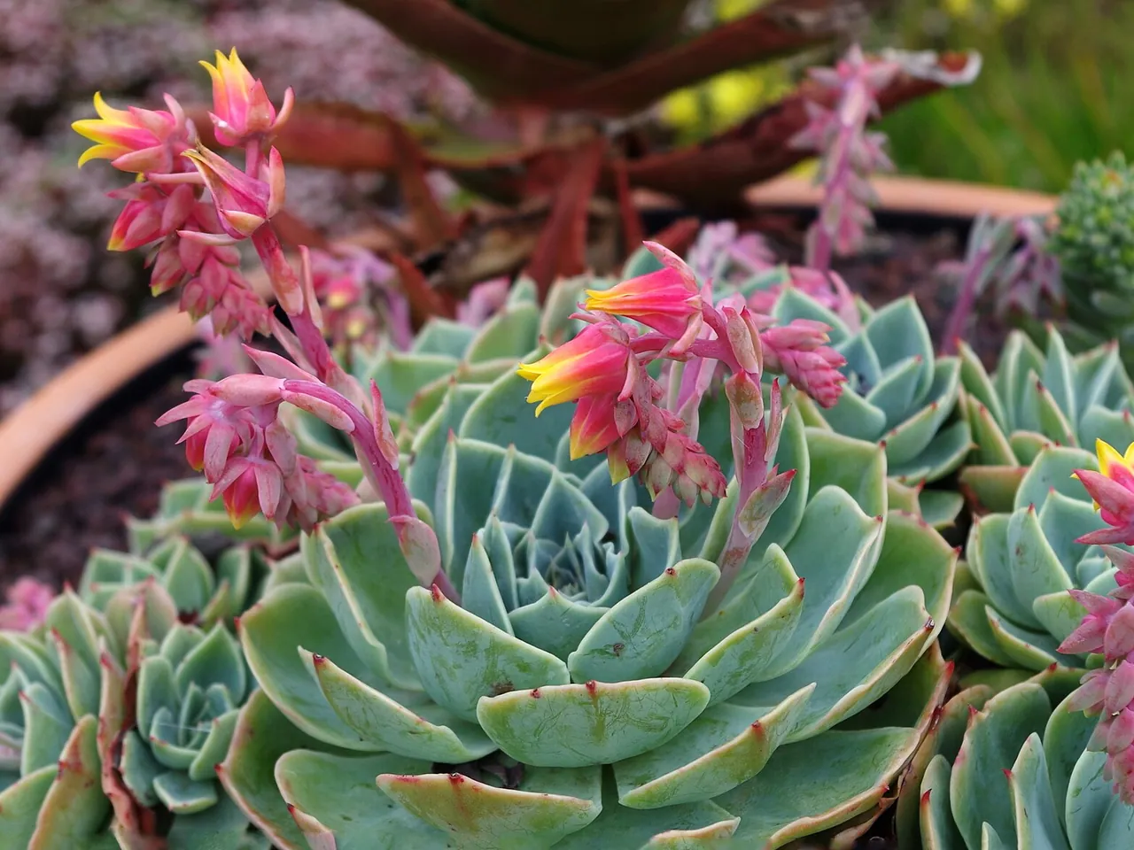 Echeveria secunda