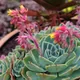 Echeveria secunda