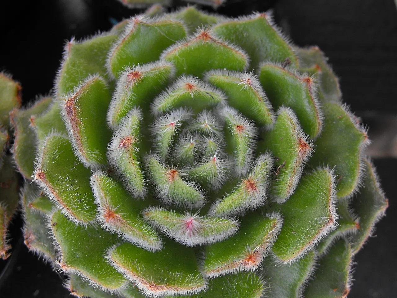 Echeveria setosa