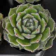Echeveria setosa