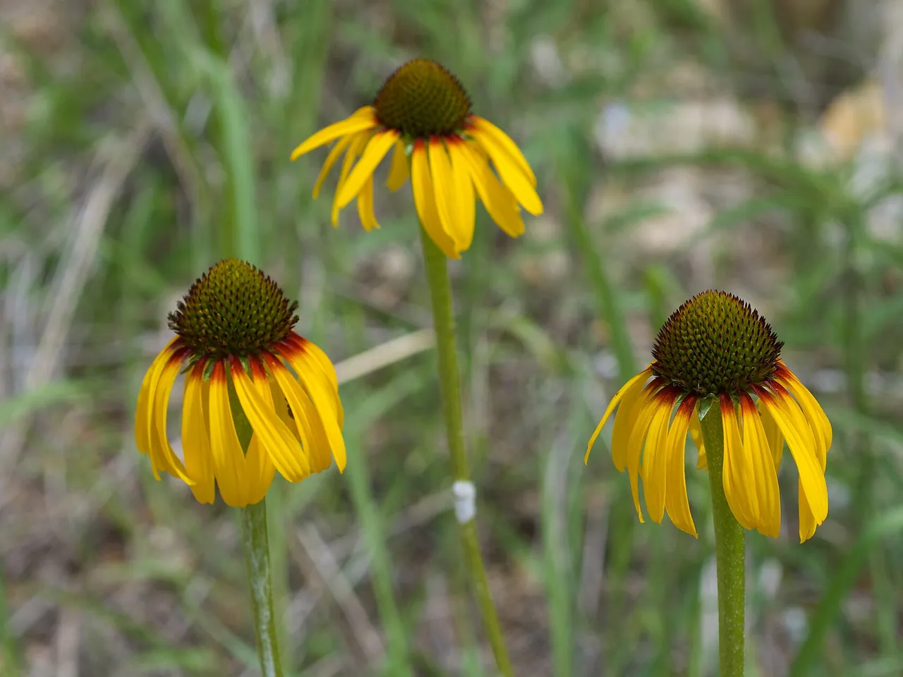 Echinacea paradoxa