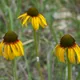 Echinacea paradoxa