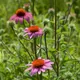 Coneflower