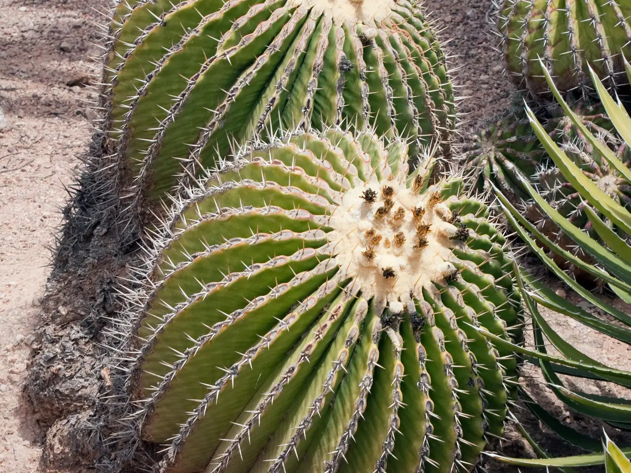Echinocactus platyacanthus