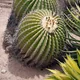 Echinocactus platyacanthus