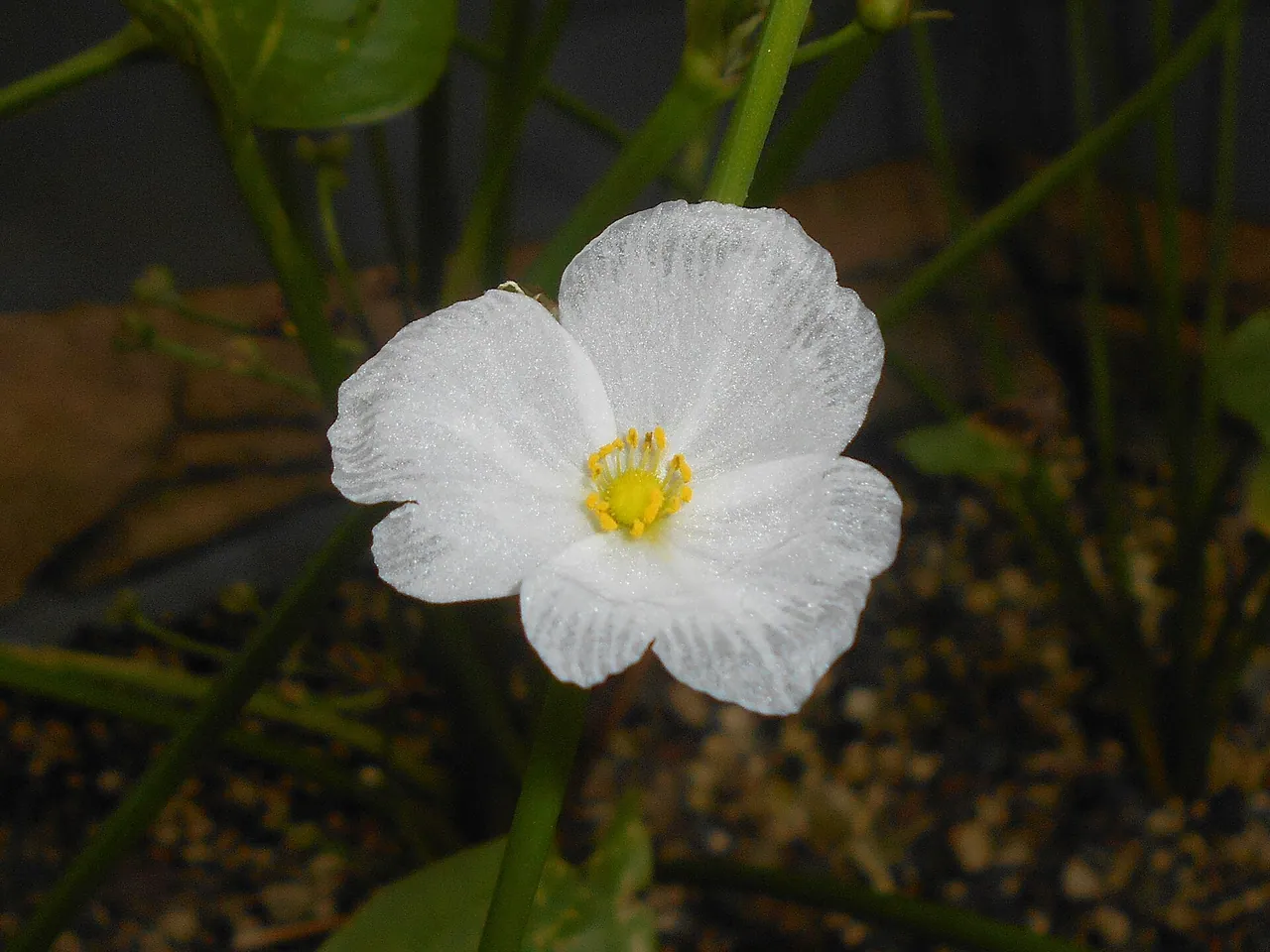 Echinodorus cordifolius