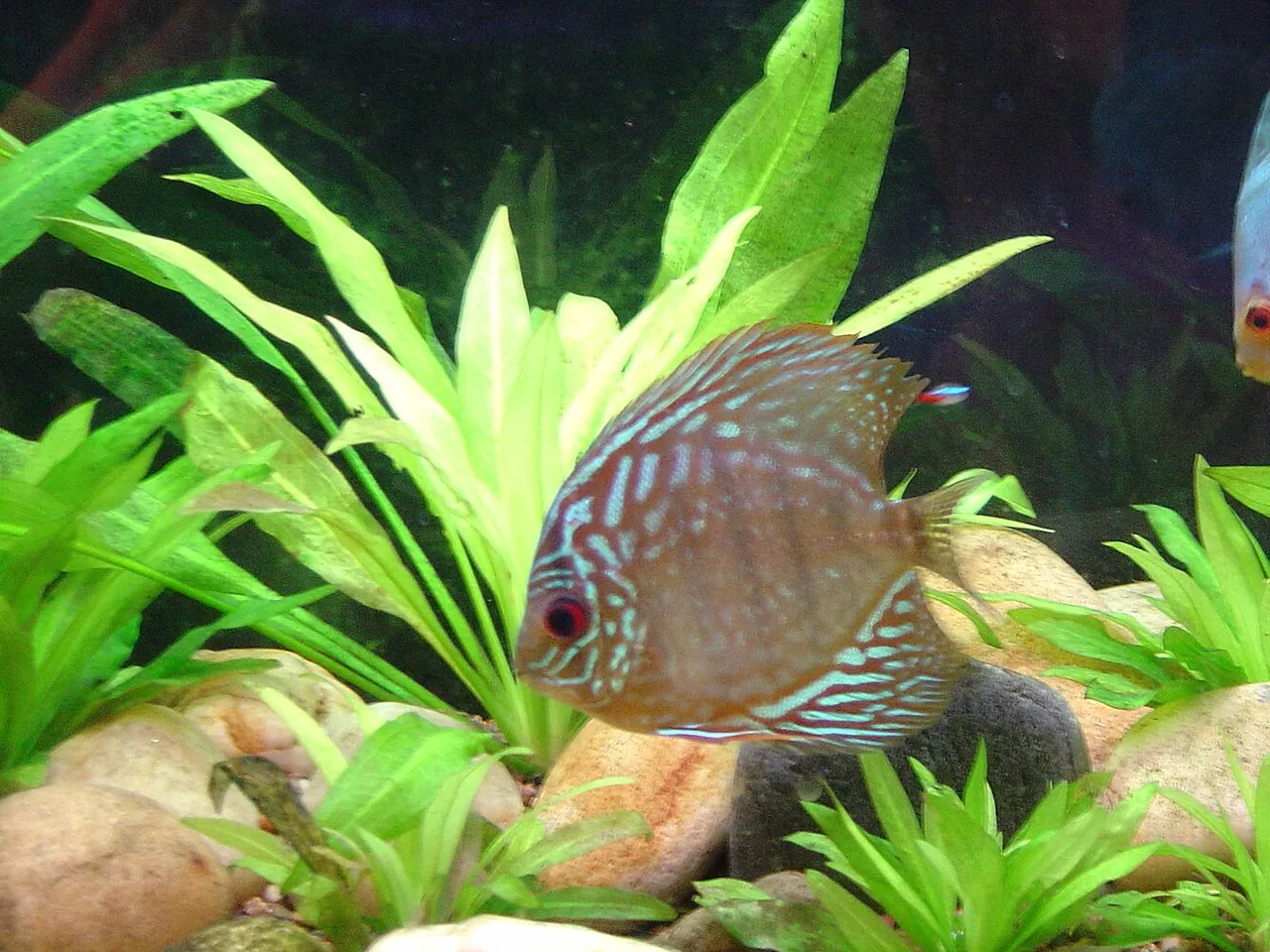 Echinodorus grisebachii