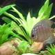 Echinodorus grisebachii