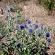 Echinops ritro