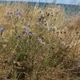 Echinops ruthenicus