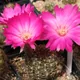Echinopsis backebergii