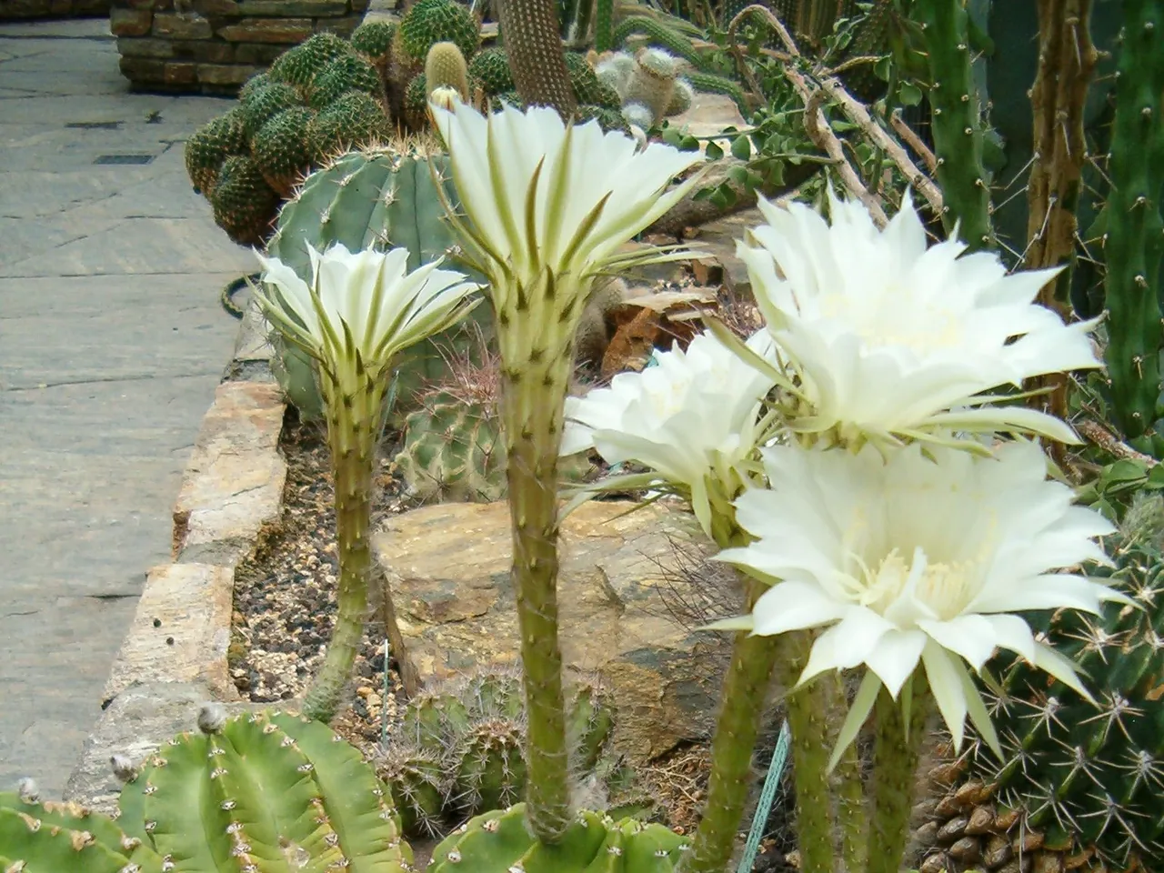 Echinopsis eyriesii