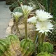 Echinopsis eyriesii
