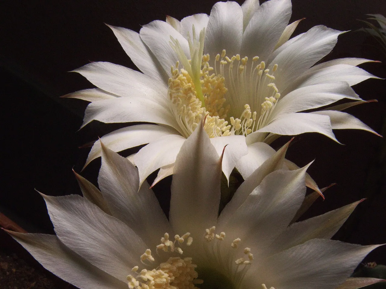 Echinopsis oxygona