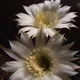Echinopsis oxygona