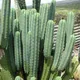 San Pedro