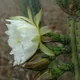 Echinopsis peruviana