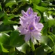 Water hyacinth