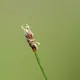 Eleocharis acicularis