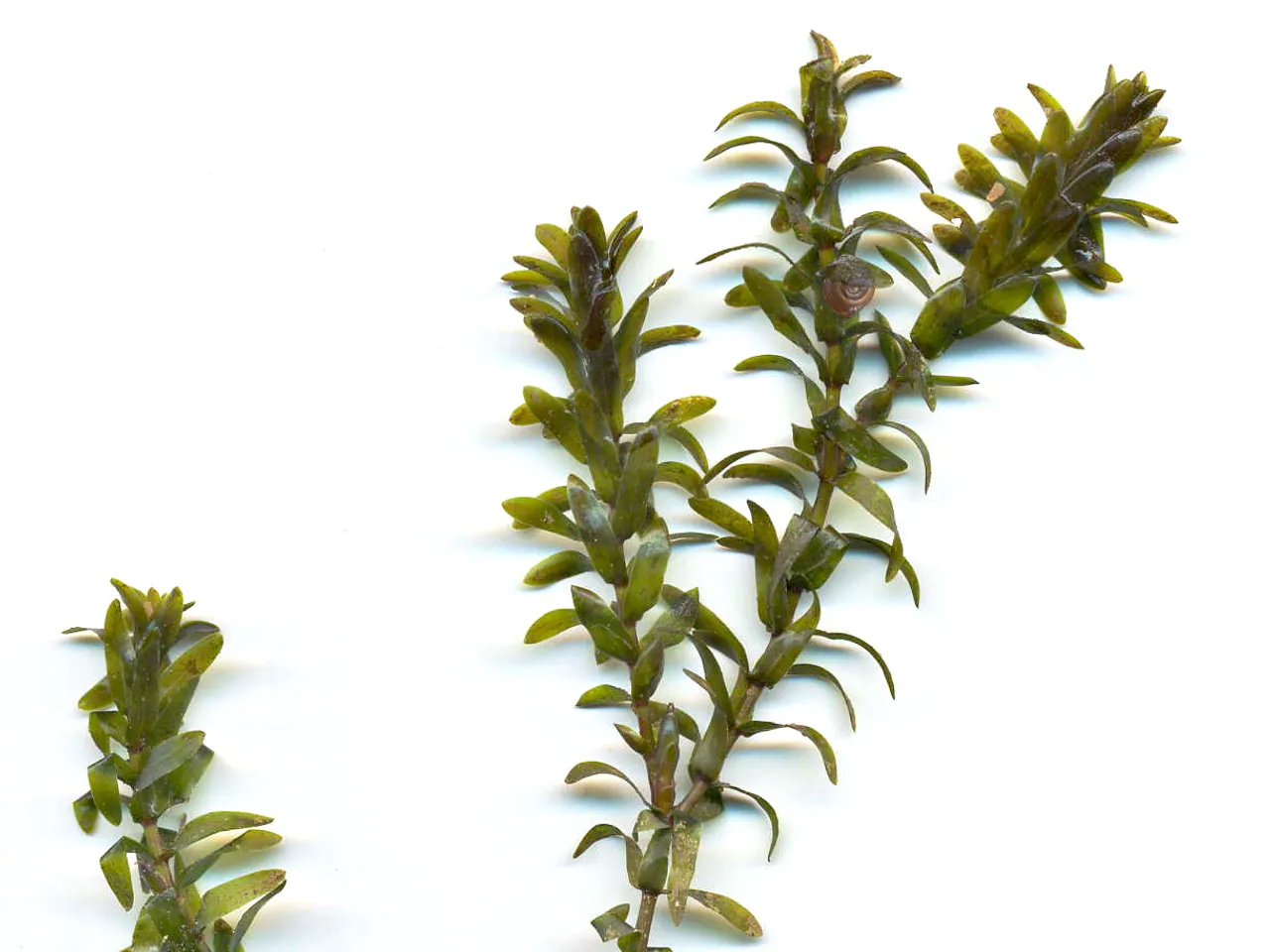 American pondweed