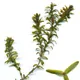 American pondweed