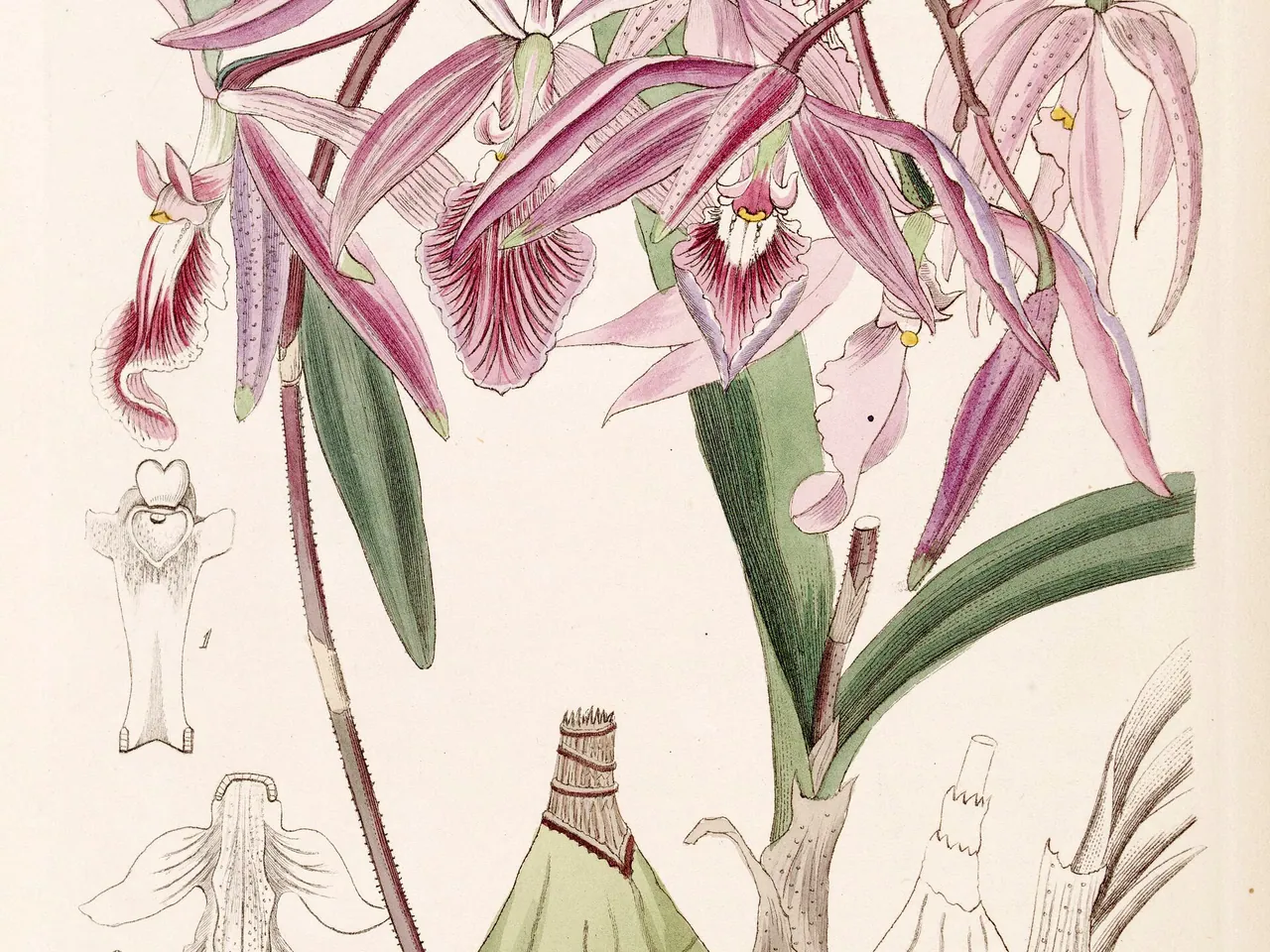 Encyclia adenocaula