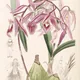 Encyclia adenocaula