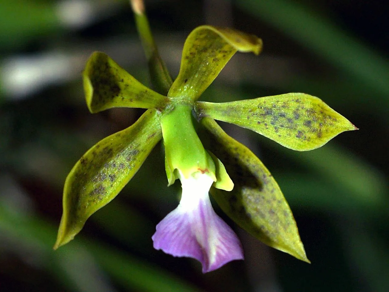 Encyclia bracteata