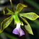 Encyclia bracteata