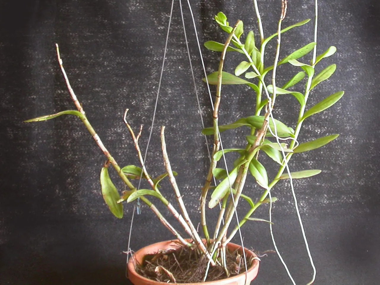 Epidendrum denticulatum