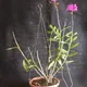 Epidendrum denticulatum