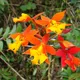 Epidendrum radicans