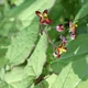Epimedium alpinum