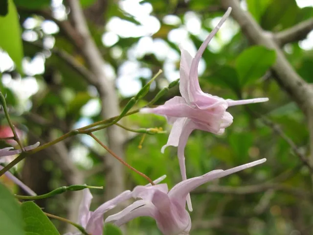 Epimedium grandiflorum