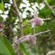 Epimedium grandiflorum