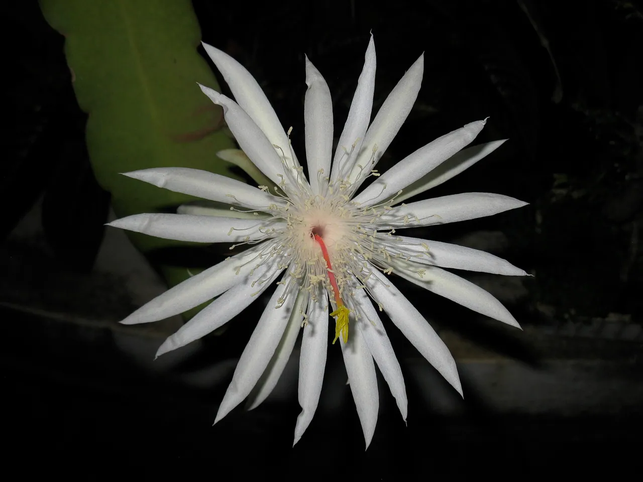 Epiphyllum hookeri
