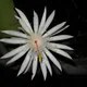 Epiphyllum hookeri