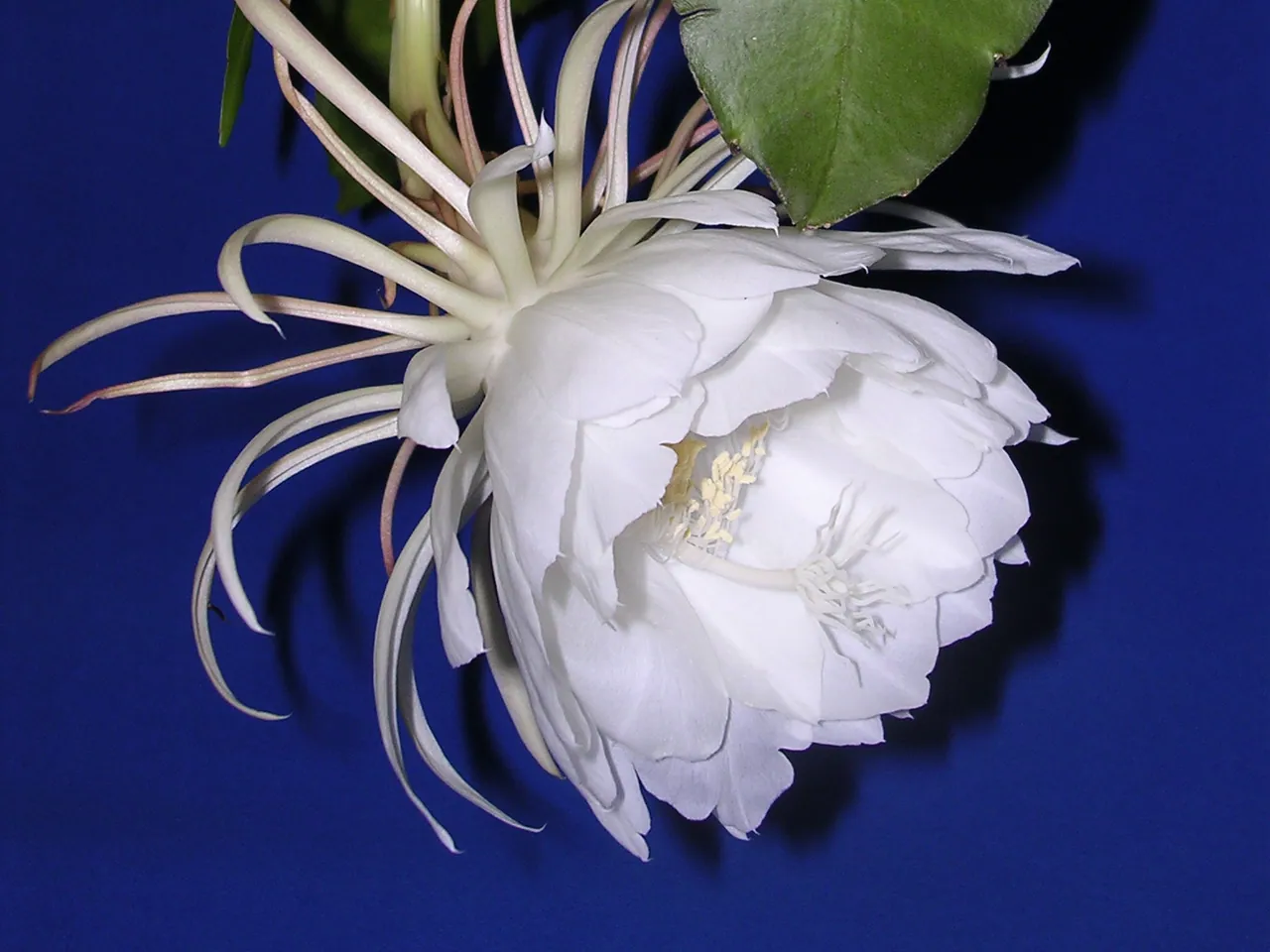Queen of the night