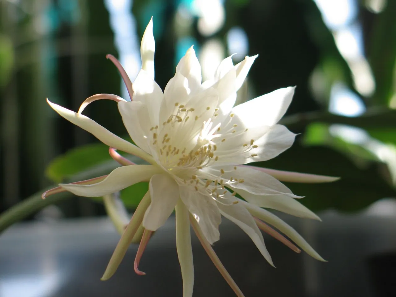 Epiphyllum pumilum