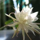 Epiphyllum pumilum