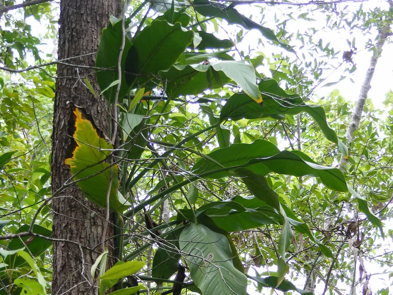 Epipremnum amplissimum