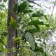 Epipremnum amplissimum