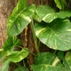 Golden pothos