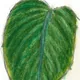 Epipremnum carolinense