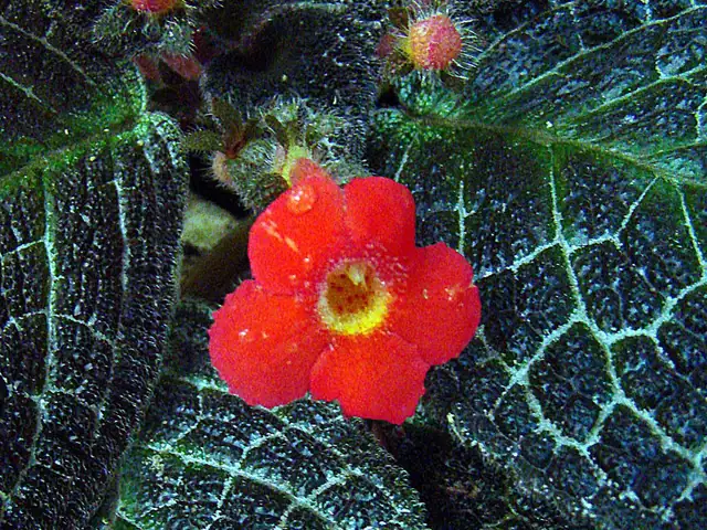 Flame violet